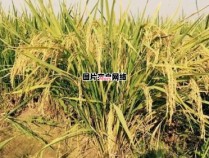 了解再生稻的含义